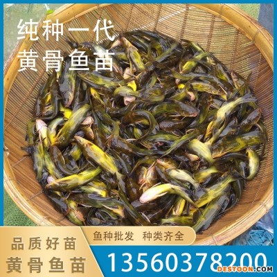 渔厂直供黄骨鱼鱼苗黄丫角鱼苗黄辣丁鱼苗淡水养殖可食用活体批发