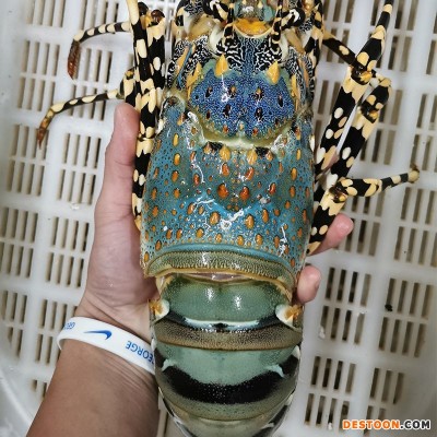 龙虾大青冷冻海鲜急冻小青特大波士顿花龙批发代发一件批发跨境