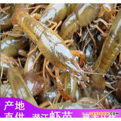 批发虾苗优质大青虾苗批发价格优惠虾苗养殖技术