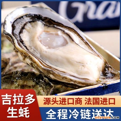 吉拉多法国进口生蚝产地批发海鲜鲜活生蚝大量批发水产大生蚝即食