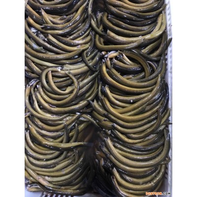 冷冻黄鳝 专供批发市场冷冻水产 餐饮酒店和食品加工水产品