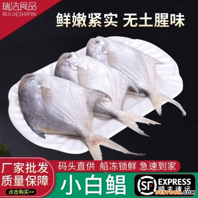 小号银鲳鱼鲜活海捕海鲜新鲜冷冻白鲳鱼鳊鱼平鱼水产批发顺丰冷链