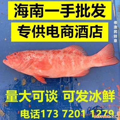 深海东星斑鲜活速冻海南东星斑水产石斑鱼酒店商业供应