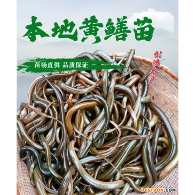 【2023年新苗】优质黄鳝苗 花鳝苗 黄鳝鱼苗 稻田养殖 养殖包销