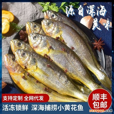 小黄花鱼新鲜冷冻黄鱼生鲜水产鲜活海鱼鲜黄鱼鲞大黄鱼小黄鱼商用