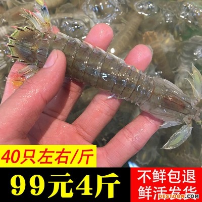 舟山东海皮皮虾鲜活大螳螂虾海鲜水产虾爬子虾姑现铺鲜活码头直发