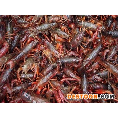常年批发供应小龙虾龙虾苗小红龙虾仔龙虾供应龙虾批发龙虾培育