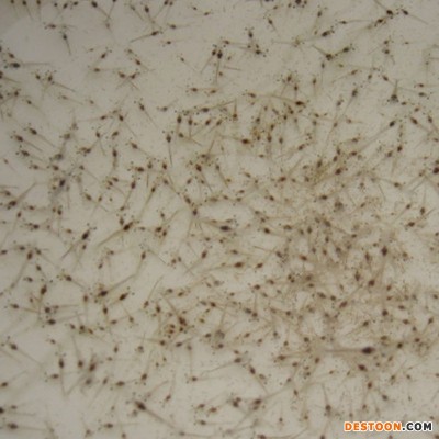 小虾苗 溧阳虾苗淡水养殖龙虾苗对虾苗 青虾苗基围虾苗