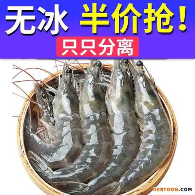 大虾批发青岛鲜活冷冻大海虾新鲜海捕青虾海鲜白虾对虾非基围虾