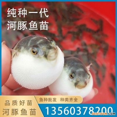 渔场直售易养殖可食用河豚鱼苗淡水鱼活体健康清水冷水鱼活体批发