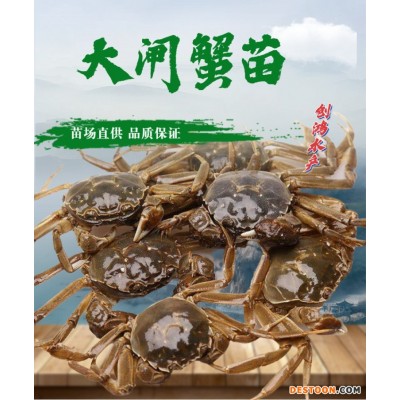 2023新苗 大闸蟹苗 中华绒螯蟹苗 淡水养殖 养殖包销 稻田养殖