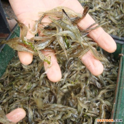 现货供应活体小对虾苗 淡水养殖龙虾苗对虾苗 青虾苗基围虾苗