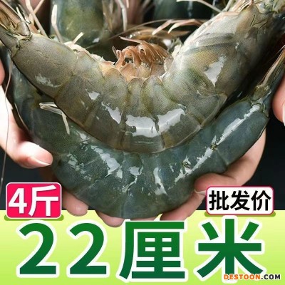 特大青岛大虾鲜活冷冻新鲜超大虾一箱生鲜海鲜批发青虾