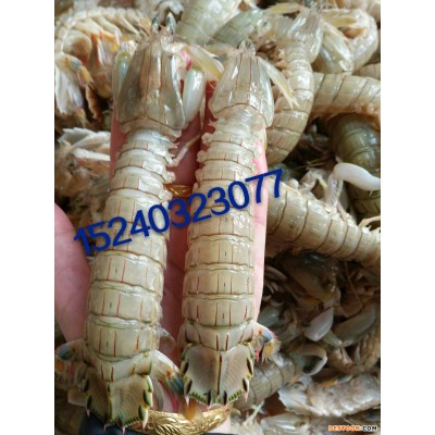 连云港海鲜；冰鲜死虾姑；琵琶虾‘虾爬子’皮皮虾‘富贵虾