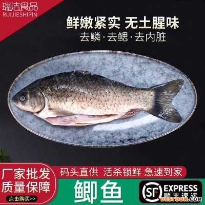 定制淡水鲫鱼三去鲫鱼鲜活现杀炖汤非冷冻新鲜大鲫鱼质量保障