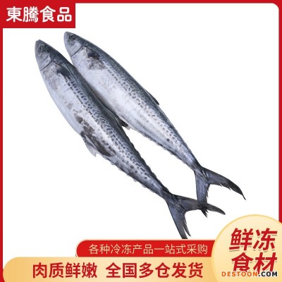 新鲜海捕鲜活冷冻鲅鱼 冰鲜马鲛鱼整鱼 海鲜水产饺子食材冷冻鲅鱼