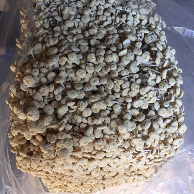 君志 江西广昌特产白色茶树菇干货批发新鲜不开伞6号金顶菇食用菌图2