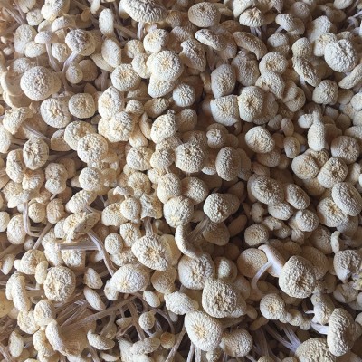 君志 江西广昌特产白色茶树菇干货批发新鲜不开伞6号金顶菇食用菌图4