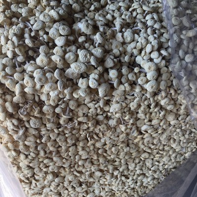 君志 江西广昌特产白色茶树菇干货批发新鲜不开伞6号金顶菇食用菌图3