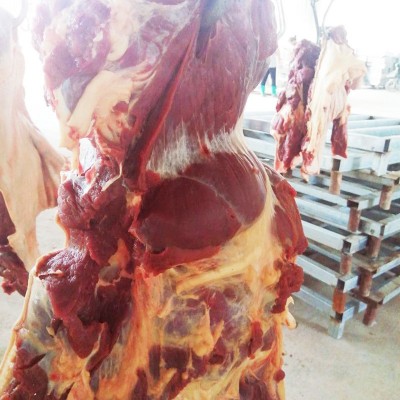 一手货源自家养殖基地马肉，鲜马肉，马肉