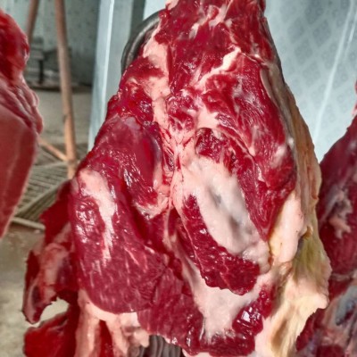 一手货源自家养殖基地马肉，鲜马肉，马肉图2