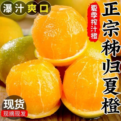 湖北秭归夏橙新鲜水果当季橙子现摘酸甜脐橙伦晚春橙孕妇水果包邮