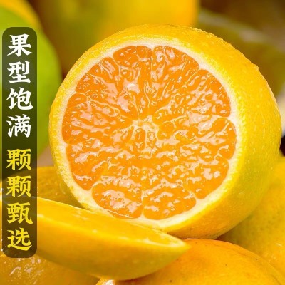 湖北秭归夏橙新鲜水果当季橙子现摘酸甜脐橙伦晚春橙孕妇水果包邮图2