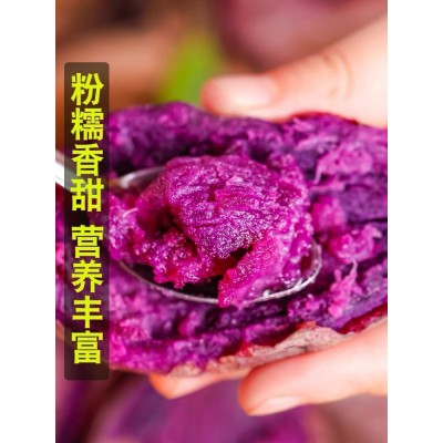 紫薯新鲜批发产地直发红薯番薯地瓜蜜薯山芋香薯代发蔬菜粗粮图4