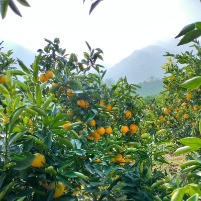 基地直供云南新平沃柑新鲜水果超甜桔子整箱非丑橘耙耙柑一件代发图5