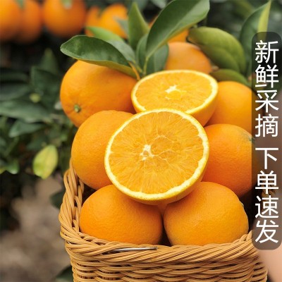 正宗赣南脐橙5斤新鲜皮薄多汁产地直发应季水果橙子孕妇水果脐橙图5