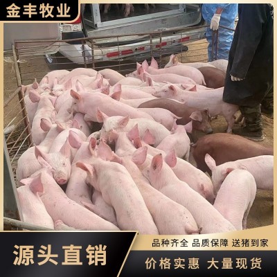 仔猪苗出售 猪价行情更新 金丰 沂蒙仔猪好养耐粗粮