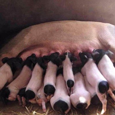 香猪仔养殖场 种猪生产基地 供应小猪 批发供应 本忠