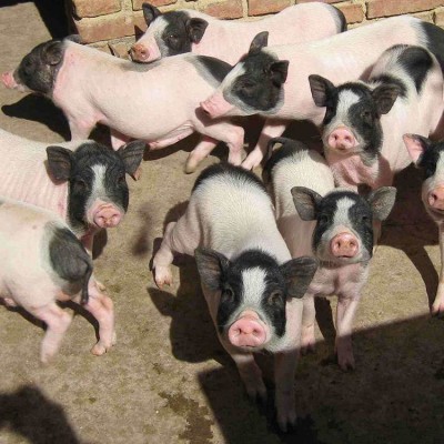 藏香猪崽养殖场批发 观赏宠物猪出售 本忠养殖 供货200只