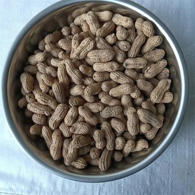 黑花生基地种植的厚壳节间短的带壳黑花生五谷杂粮黑花生批发图2