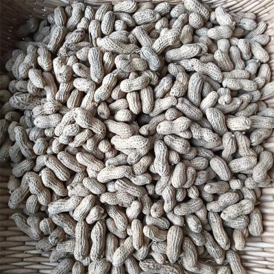 黑花生基地种植的厚壳节间短的带壳黑花生五谷杂粮黑花生批发图3