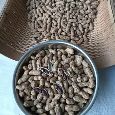 黑花生基地种植的厚壳节间短的带壳黑花生五谷杂粮黑花生批发图5
