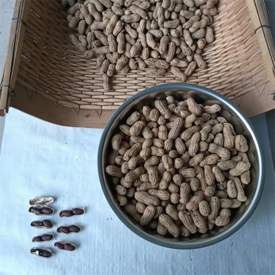 黑花生基地种植的厚壳节间短的带壳黑花生五谷杂粮黑花生批发图6