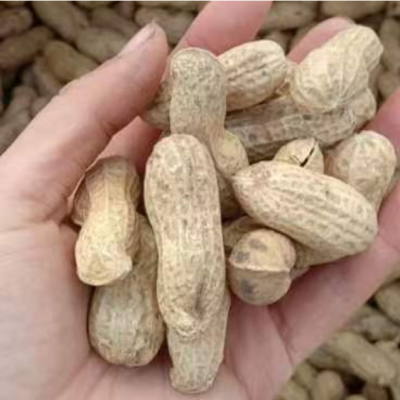 黑花生基地种植的厚壳节间短的带壳黑花生五谷杂粮黑花生批发图7