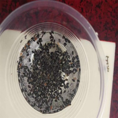 供应高产黑芝麻种子 厂家销售黑芝麻种子图3