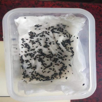 供应高产黑芝麻种子 厂家销售黑芝麻种子图5