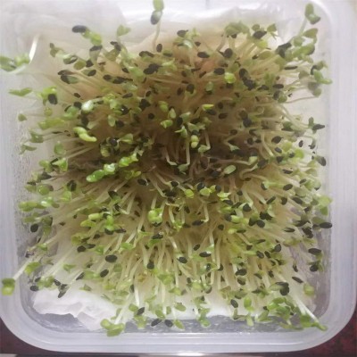 供应高产黑芝麻种子 厂家销售黑芝麻种子图6