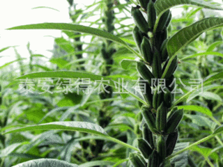 黑芝麻