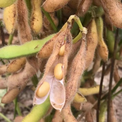 黄豆大粒黄豆 黄豆批发30kg豆浆豆腐豆制品原料五谷杂粮图4