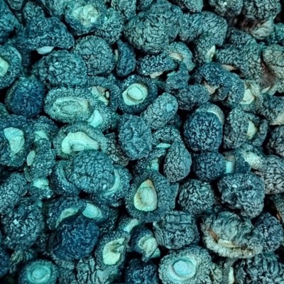 小香菇干货 批发 珍珠菇 金钱菇 冬菇 剪脚福建漳平特产500g图4
