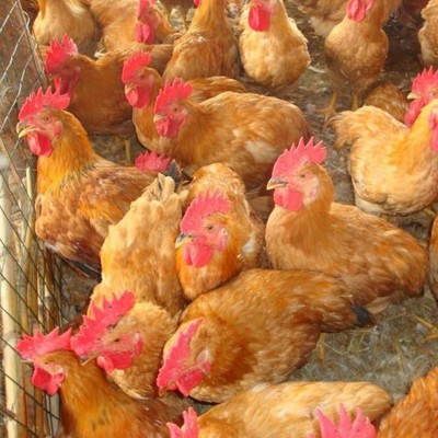 高产青年鸡 脱温鸡 一个月半斤 绿壳蛋鸡 活体小鸡活物