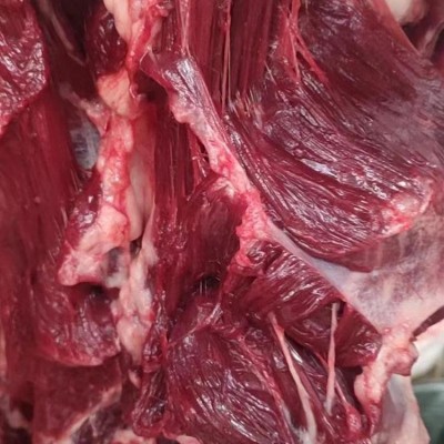 新鲜驴排骨 带骨驴头 驴肉行情 栓嘴驴 艳龙欢迎选购图3