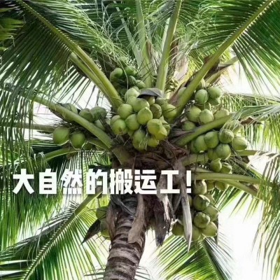 海南带皮椰青新鲜椰子4-6斤起大椰青孕妇水果厂家现摘现发免邮图5