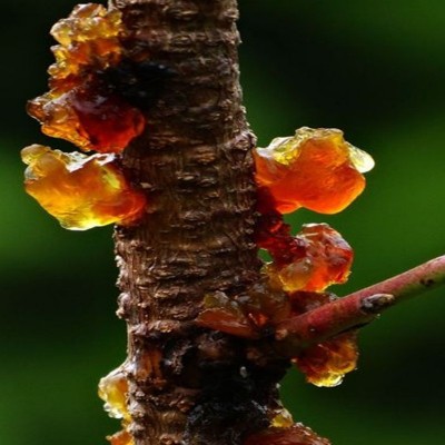 桃胶 批发中药材桃胶皂角米伴侣生甜品桃浆产地订货 桃胶大货批发图4
