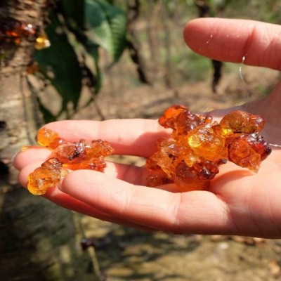 桃胶 批发中药材桃胶皂角米伴侣生甜品桃浆产地订货 桃胶大货批发图2