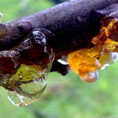 桃胶 批发中药材桃胶皂角米伴侣生甜品桃浆产地订货 桃胶大货批发图3